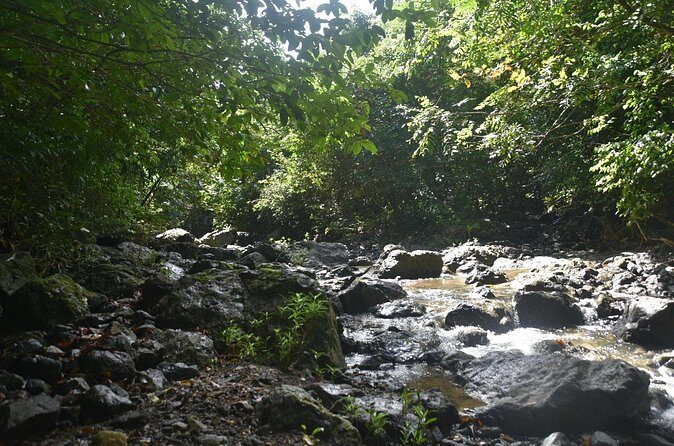 Puerto Rico Waterfall Hiking Tour: Discover Hidden Gems 2.0 - Who Is This Tour Best For?