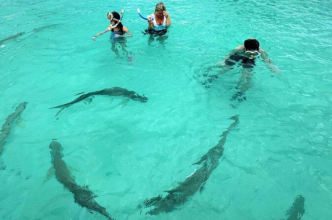 Puerto Rico's Only Private, VIP & Filmed Bio Bay Swim Experience - Final Thoughts