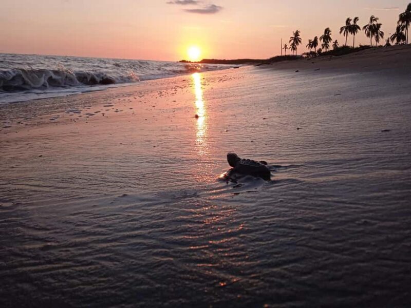 Puerto Vallarta: Baby Turtle Release in Conservation Area - Key Points
