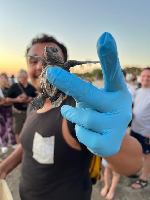 Puerto Vallarta: Baby Turtle Release in Conservation Area - An Introduction to the Experience