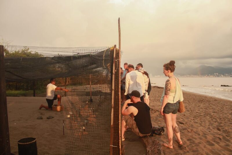 Puerto Vallarta: Baby Turtle Release in Conservation Area - Included and Excluded