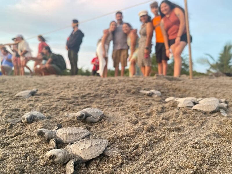 Puerto Vallarta: Baby Turtle Release in Conservation Area - Practical Details and Tips