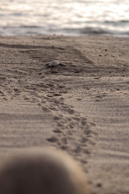 Puerto Vallarta: Baby Turtle Release in Conservation Area - FAQ