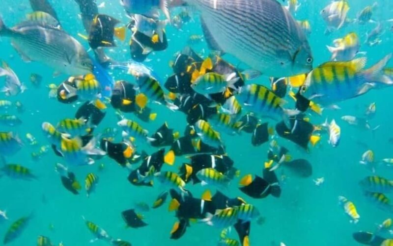 Puerto Vallarta: Beach Boy Los Arcos, Animas and Quimixto - A Detailed Look at the Tour Experience