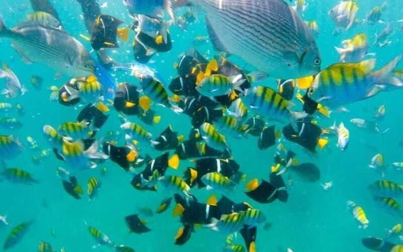 Puerto Vallarta: Beach Boy Los Arcos, Animas and Quimixto - Practical Tips for Participants