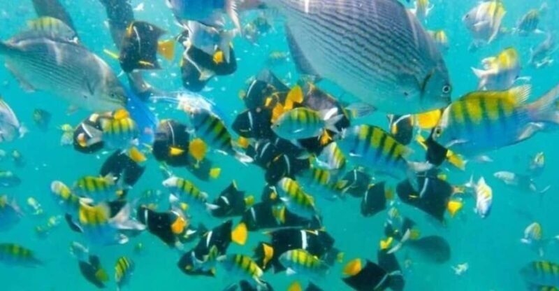 Puerto Vallarta: Beach, Breakfast, Lunch & Open Bar - FAQ