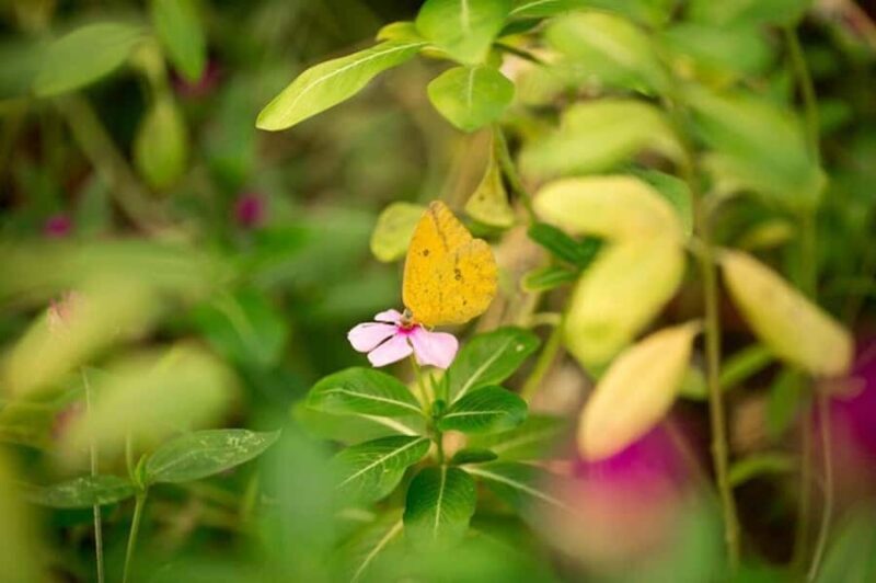 Puerto Vallarta: Butterfly Sanctuary Guided Tour - An Introduction to the Butterfly Sanctuary Experience