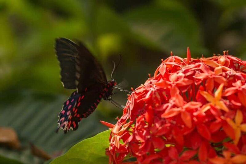 Puerto Vallarta: Butterfly Sanctuary Guided Tour - The Value of the Experience