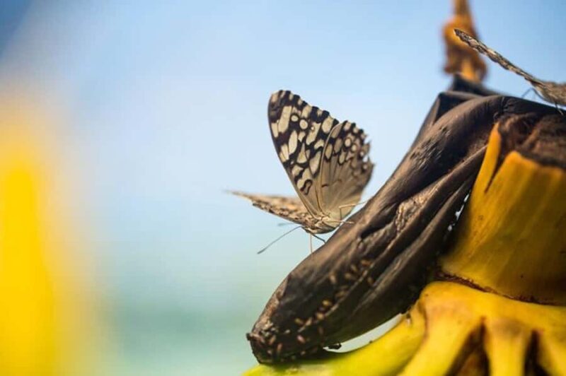 Puerto Vallarta: Butterfly Sanctuary Guided Tour - FAQ