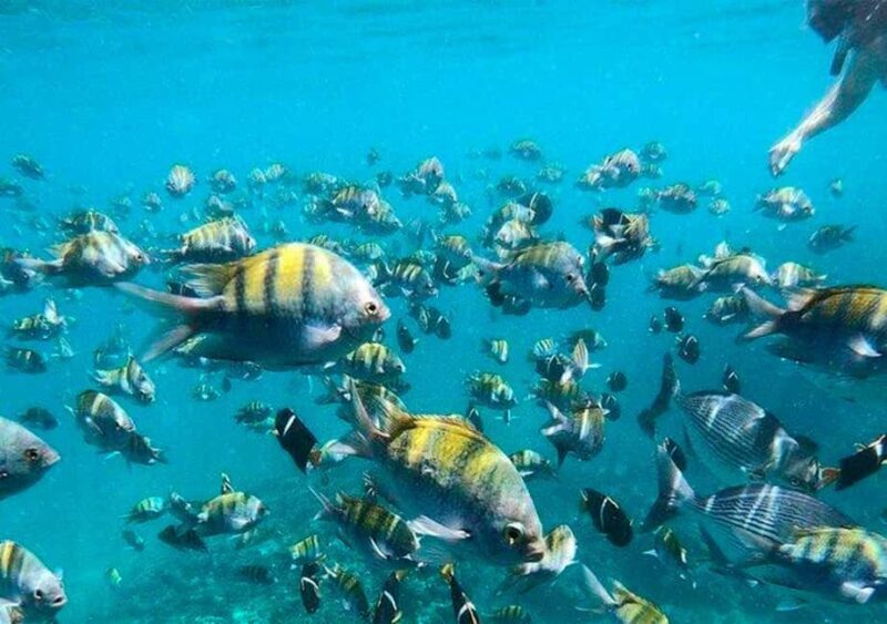 Puerto Vallarta: Cruise, Breakfast, Lunch & Open Bar Onboard - Who Is This Tour Best For?