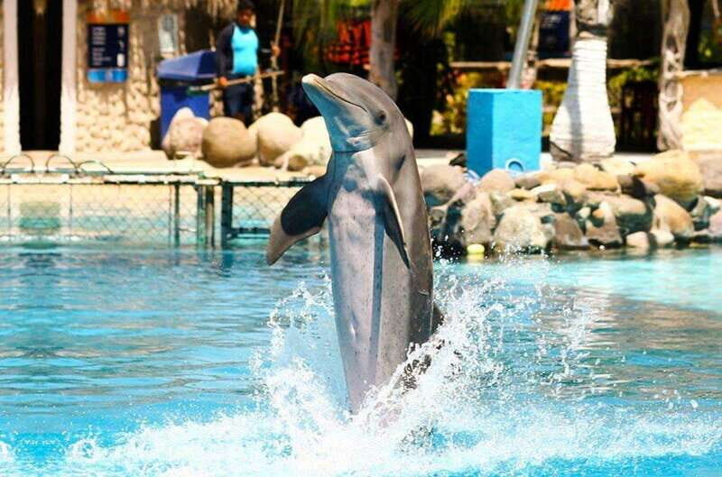 Puerto Vallarta: Dolphin Royal Swim at Aquaventuras Park - Key Points