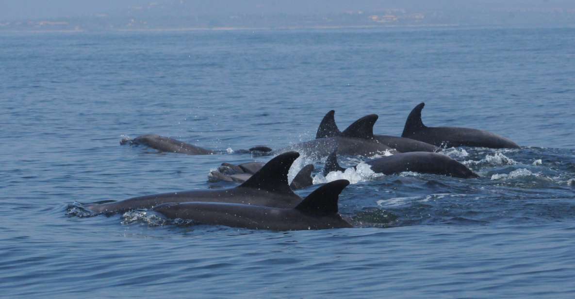 Puerto Vallarta: Dolphin Watching Cruise With a Biologist - Itinerary and Duration