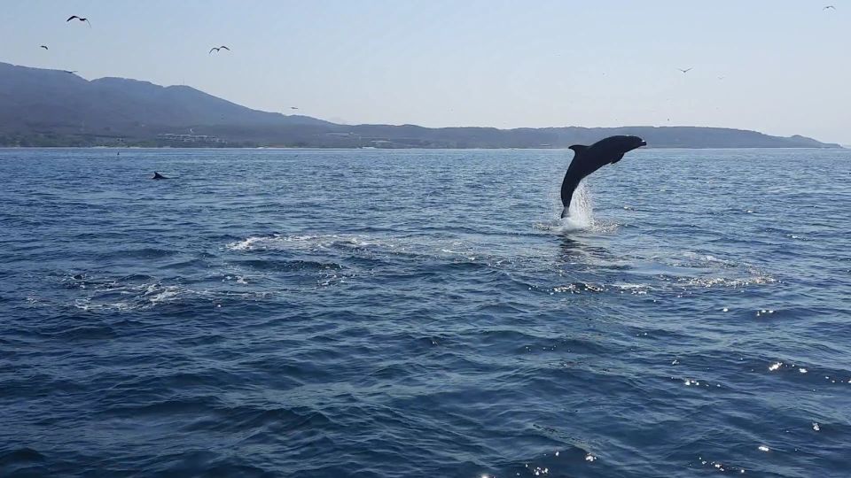 Puerto Vallarta: Dolphin Watching Cruise With a Biologist - Dolphin Watching Experience