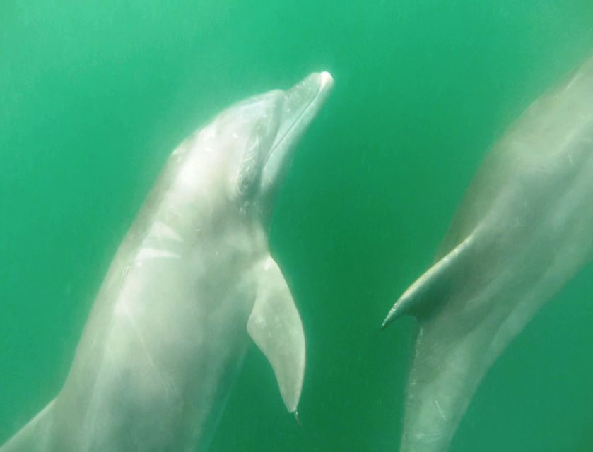 Puerto Vallarta: Dolphin Watching Cruise With a Biologist - About Ecotours De México