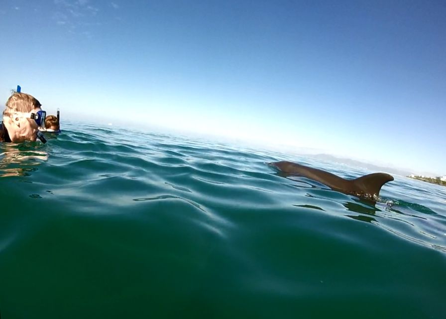 Puerto Vallarta: Dolphin Watching Cruise With a Biologist - Frequently Asked Questions