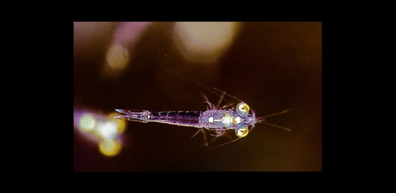 Puerto Vallarta: El Chimo Scuba Diving Expedition - The Experience in Detail: What to Expect