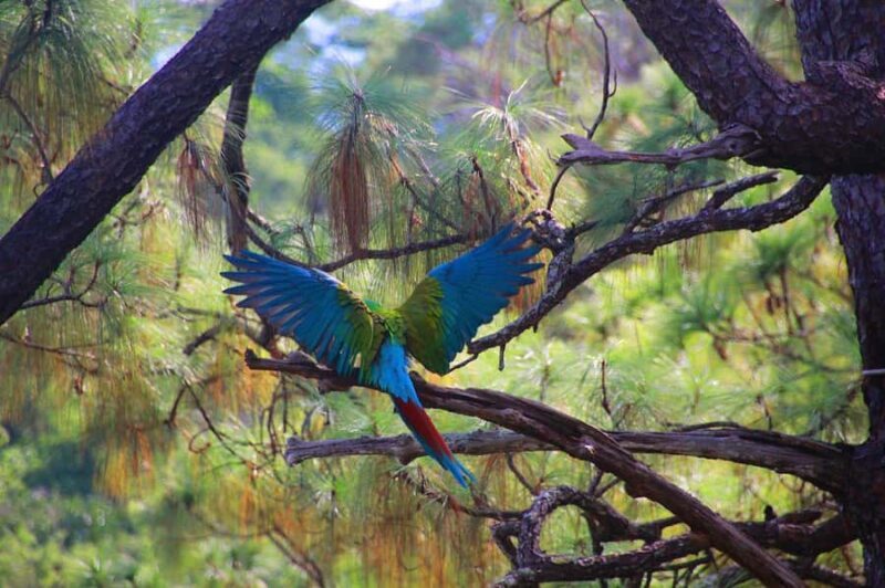 Puerto Vallarta: Guided Tour to the Macaw Sanctuary - An Authentic Encounter with Nature