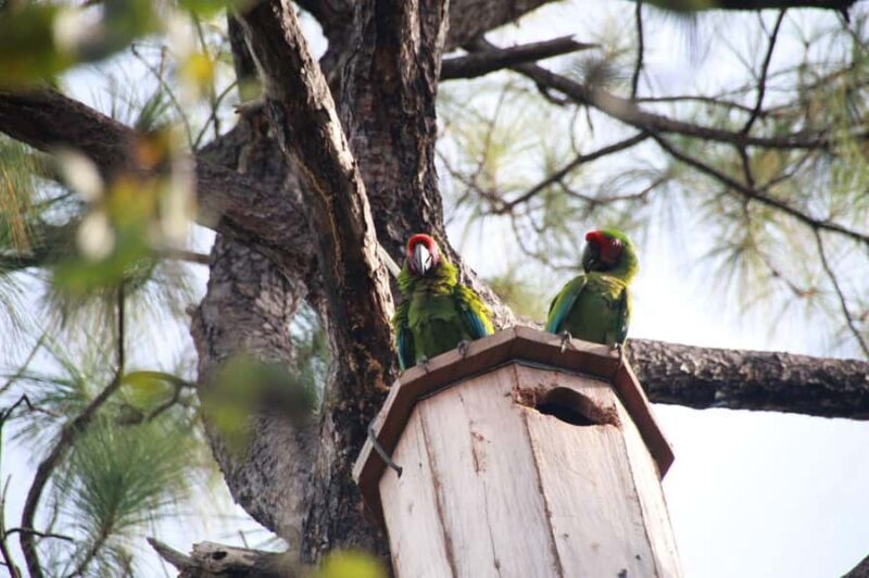 Puerto Vallarta: Guided Tour to the Macaw Sanctuary - Authentic Conservation Education