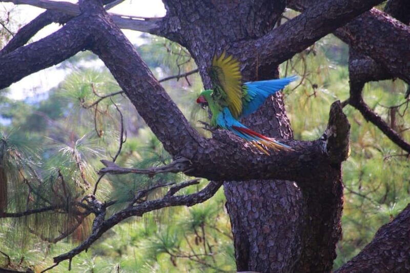 Puerto Vallarta: Guided Tour to the Macaw Sanctuary - Final Thoughts