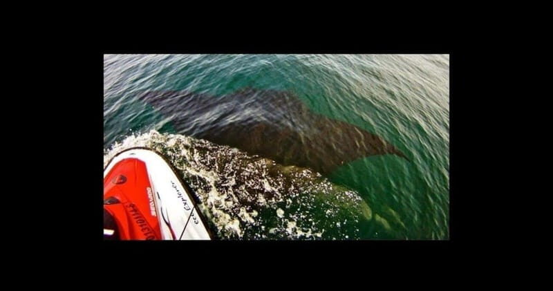 Puerto Vallarta: Jet Ski Safari Tour - FAQ