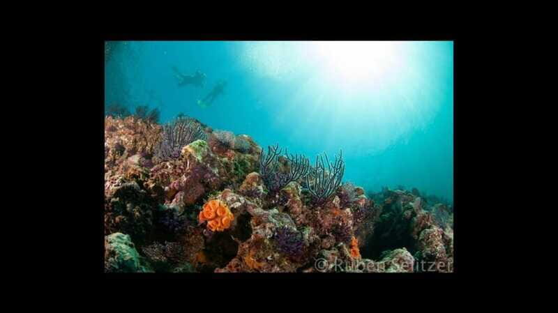 Puerto Vallarta: La Corbeñeta Underwater Exploration - The Setting: Why La Corbeñeta Is Special