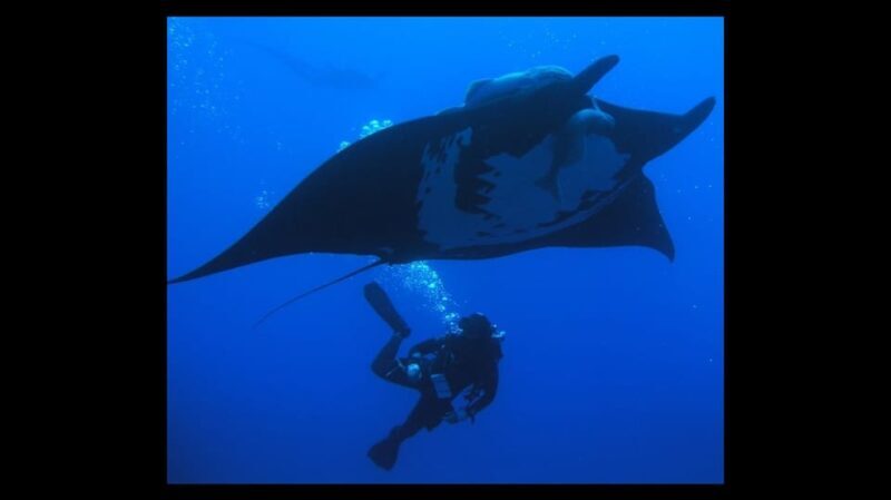 Puerto Vallarta: La Corbeñeta Underwater Exploration - The Dive Experience: What Youll See and Feel