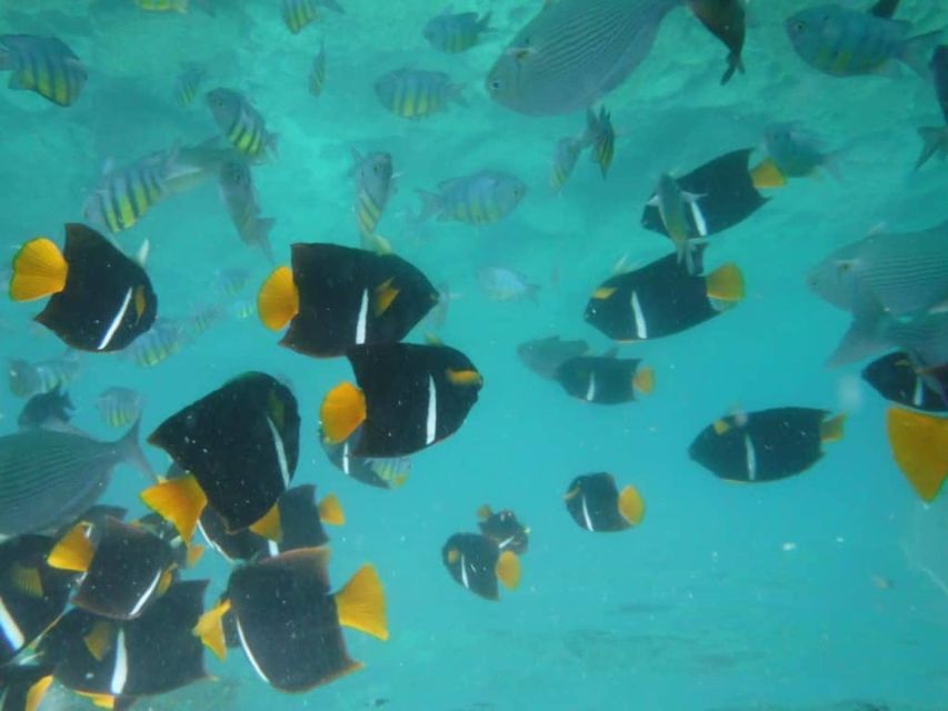 Puerto Vallarta: Los Arcos Snorkel & Beach Private Boat Tour - Meeting Point and Duration