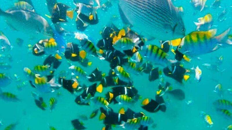 Puerto Vallarta: Los Arcos Snorkeling & Las Animas Cruise - Quimixto: Waterfall & Adventure (Seasonal)