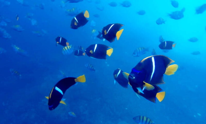 Puerto Vallarta: Los Arcos Snorkeling Tour - Final Thoughts