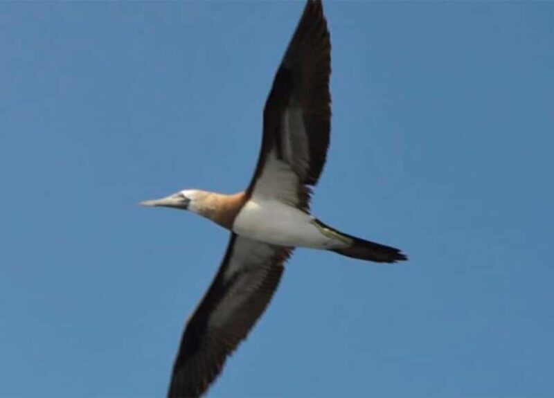 Puerto Vallarta: Marietas Islands Experience - Who Will Love This Tour?