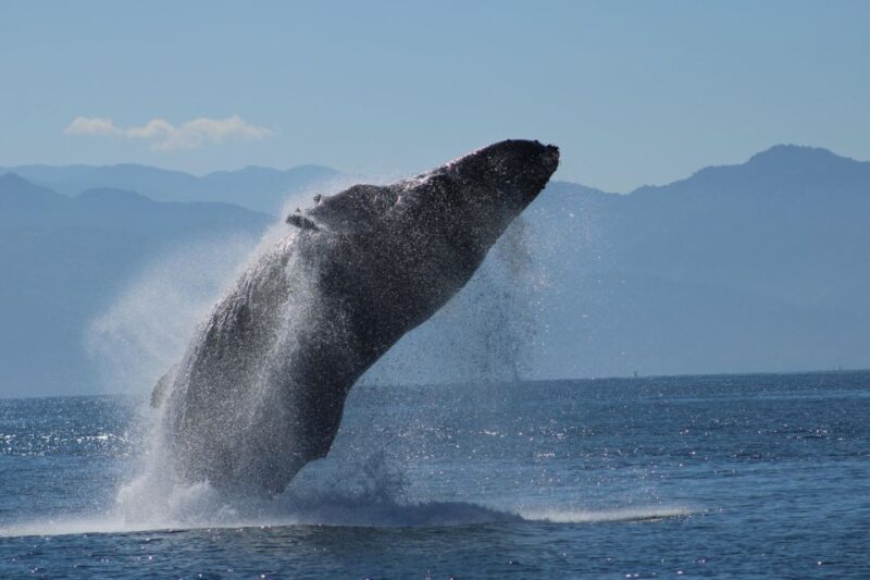 Puerto Vallarta: Mega Yacht Whale Watching Sunset Cruise - Key Points