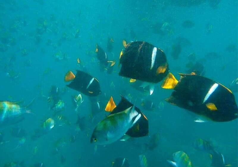 Puerto Vallarta: Private Sail, Snorkel and Beach - Practical Tips for Travelers