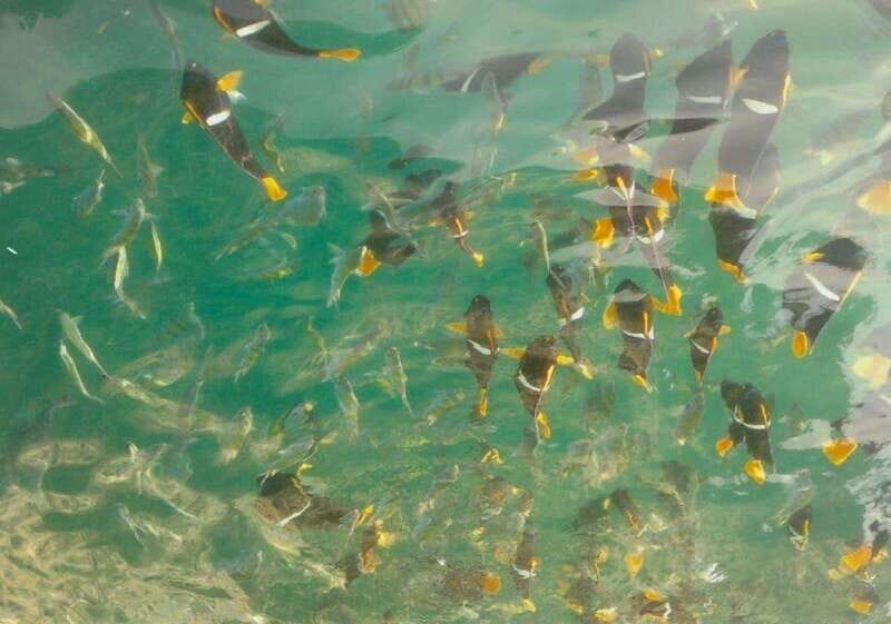 Puerto Vallarta: Private Tour Los Arcos Snorkeling - Who Will Love This Tour?