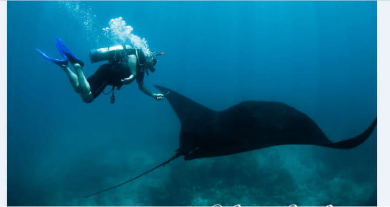 Puerto Vallarta: Scuba Diving en el Morro - Potential Drawbacks and Considerations