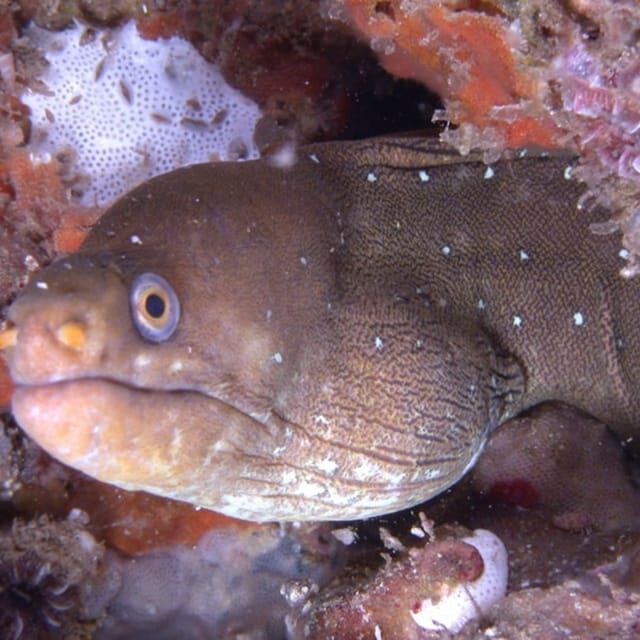 Puerto Vallarta: Scuba Diving Expedition at El Malinal - What’s Included and What to Expect