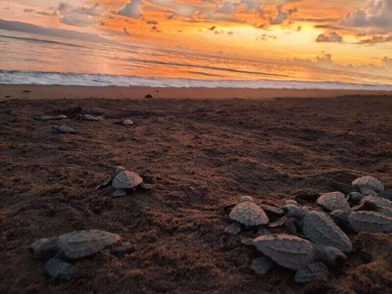 Puerto Vallarta: Sea turtle release at Sunset - Introduction