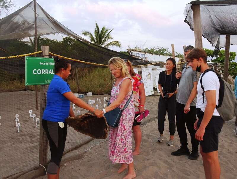 Puerto Vallarta: Sea turtle release at Sunset - What’s Included and What to Consider