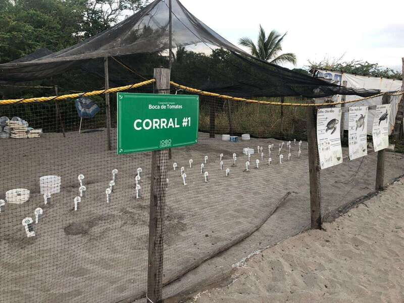 Puerto Vallarta: Sea turtle release at Sunset - Final Thoughts