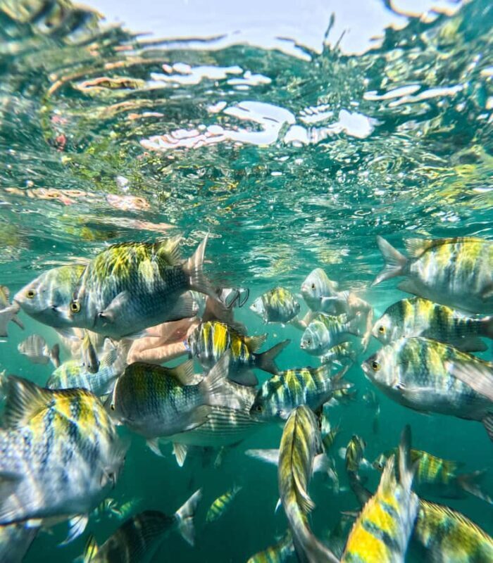 Puerto Vallarta: Snorkel With Tropical Fishes & Canopy Tour - An Honest Look at the Experience