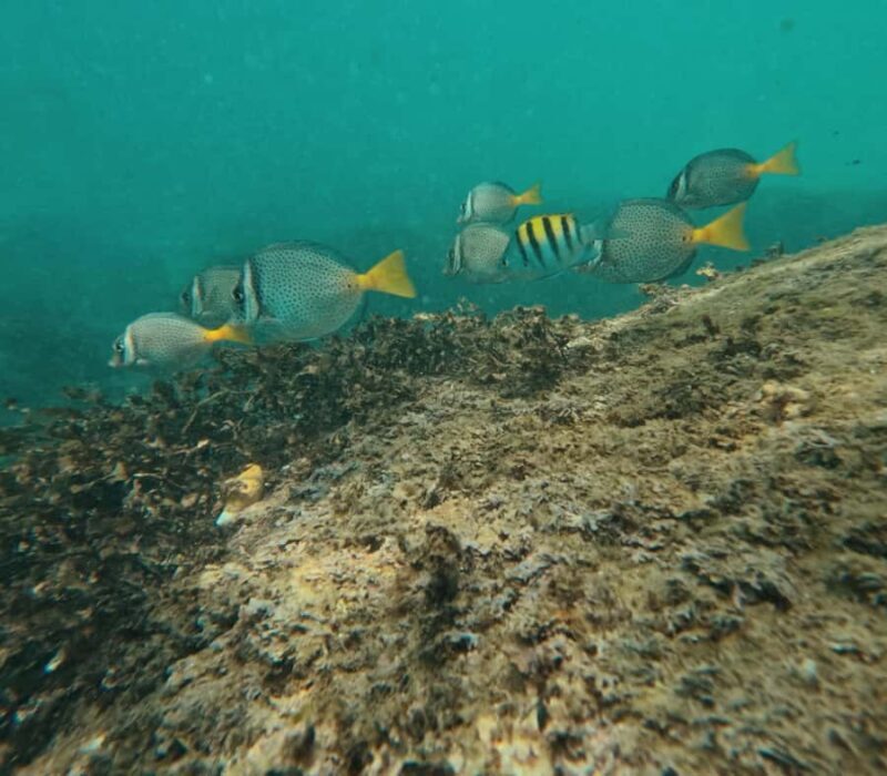 Puerto Vallarta: Snorkel y tour de 2 hrs en bote a Los Arcos - What’s Included and What to Bring