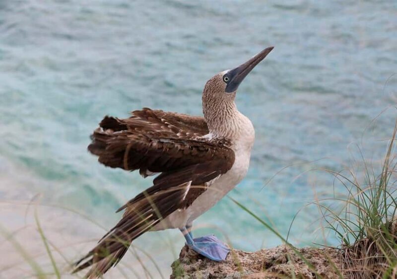 Puerto Vallarta: Snorkeling, Beach, Sailing to Marietas Park - An In-Depth Look at the Tour