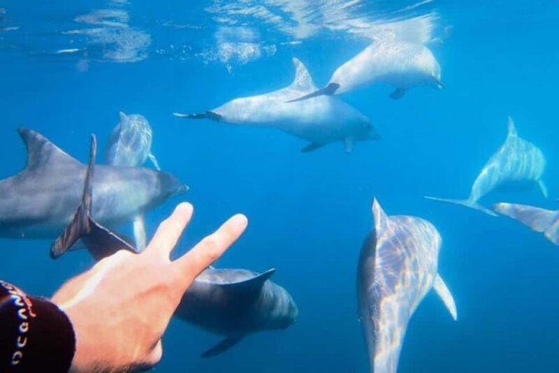 Puerto Vallarta: Swim and Paddle Board with Wild Dolphins - The Sum Up
