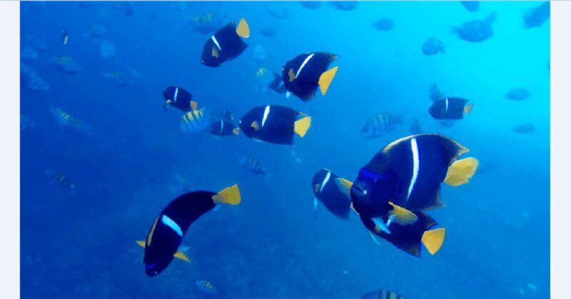 Puerto Vallarta: Underwater Wonderland at Los Arcos - Practical Considerations for Travelers  