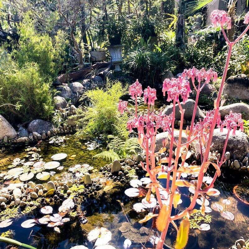 Puerto Vallarta: Vallarta's Botanical Garden by Sea or Land - Authentic Experiences and Traveler Insights