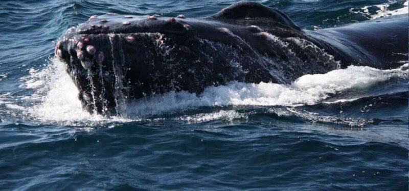 Puerto Vallarta: Whale Watching Adventure Tour - The Practical Side — What You Need to Know