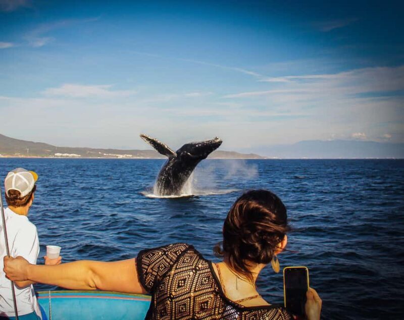 Puerto Vallarta: Whale Watching All Inclusive Experience - Key Points