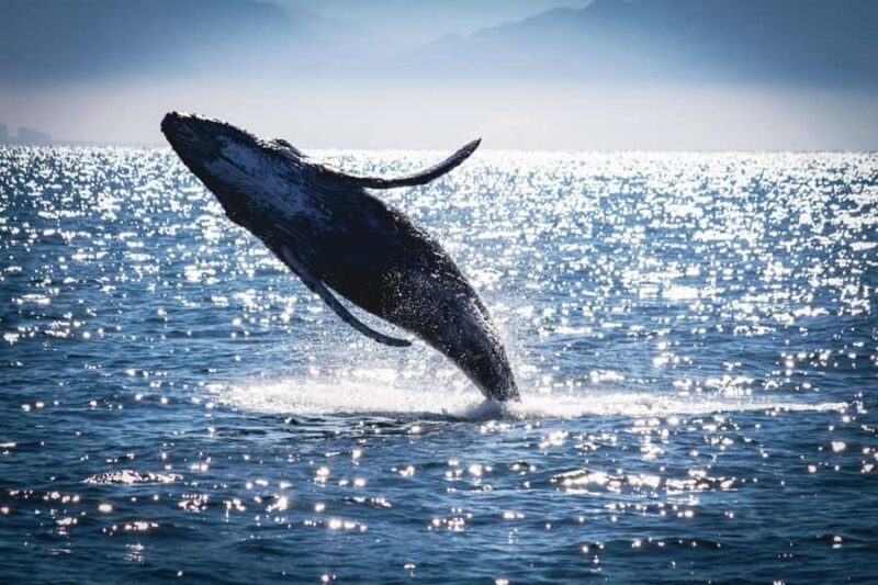 Puerto Vallarta: Whale Watching All Inclusive Experience - A Deep Dive into the Experience