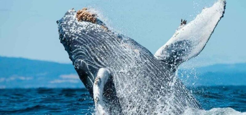 Puerto Vallarta: Whale Watching Beach Bay - Why This Tour Stands Out