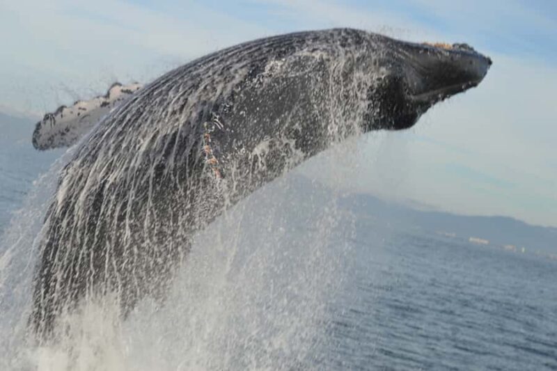 Puerto Vallarta Whale Watching by Speedboat Tour - The Itinerary in Detail