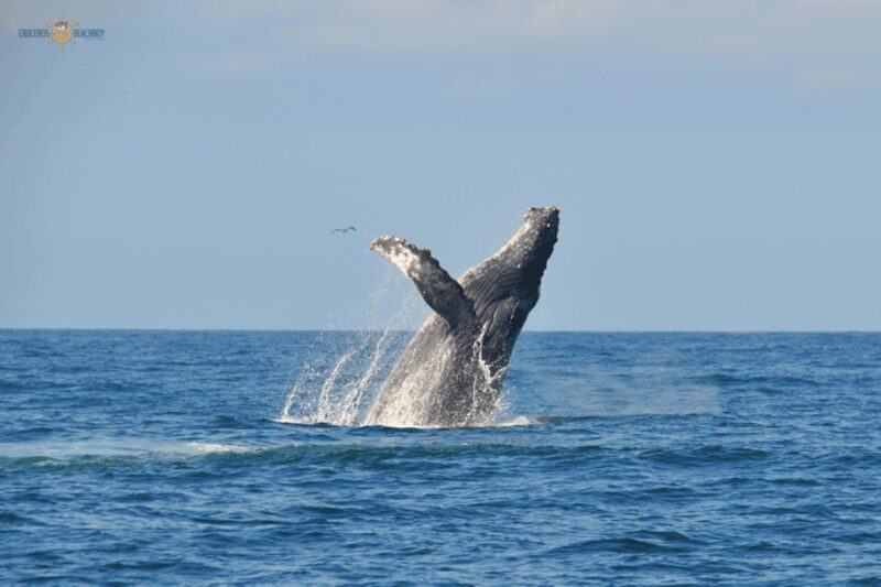 Puerto Vallarta Whale Watching by Speedboat Tour - Practical Details: Transportation, Timing, and Tips
